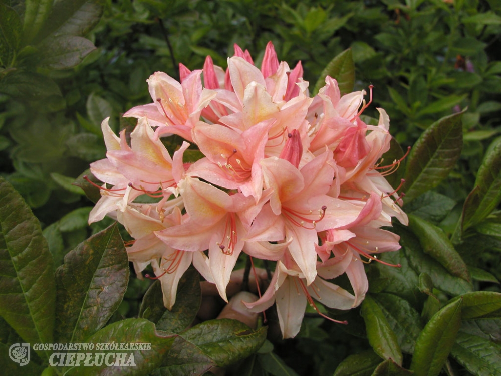 Азалия нэп-хилл Шанель